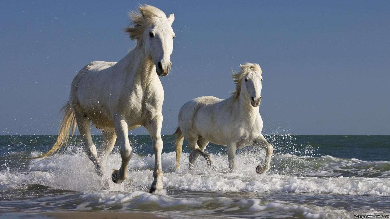 Windows 10 Adorable Horses HD Screensaver full