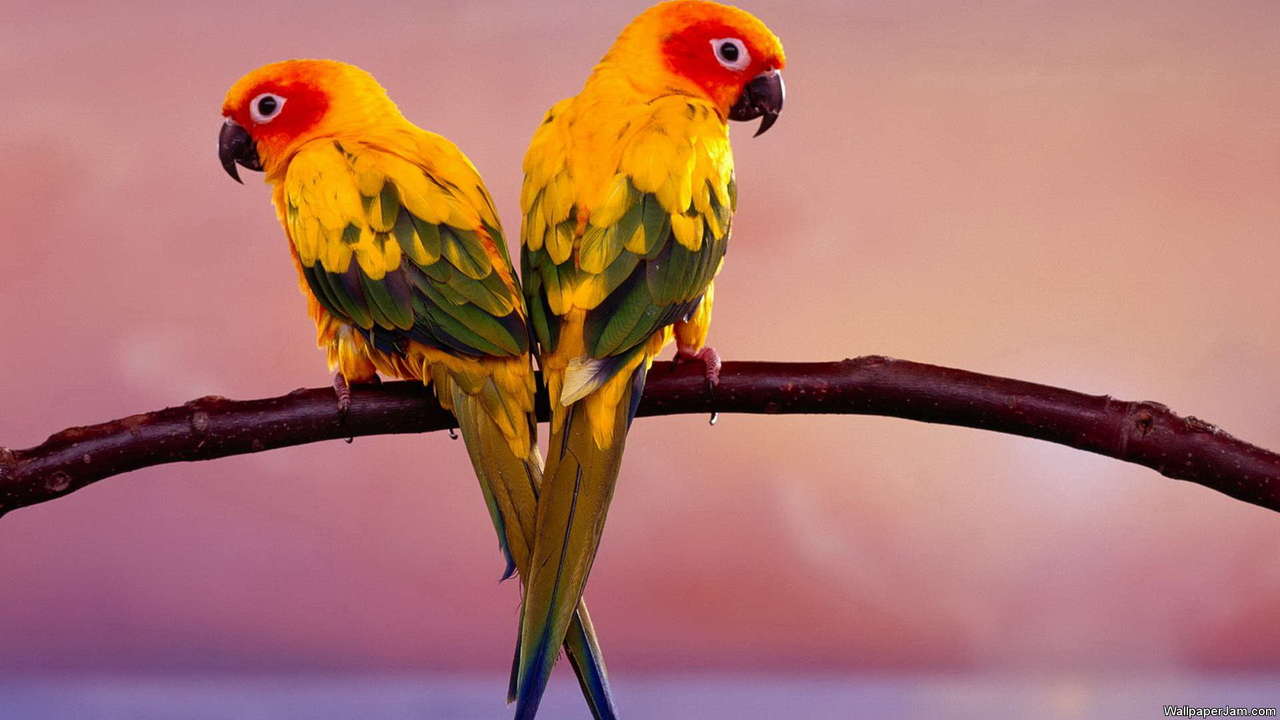 African Parrots HD Screensaver Windows 11 download